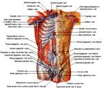 Anatomie: buikwand,rug,rugspier,buikspier,musculus obliquus,musculus transversus,musculus rectus,Poupart,ligamentum inguinalis,lattisimus dorsi,a. epigastrica,serratus anterior,trapezius,gluteus,teres major,teres minor,rhomboideus,supraspinatus,infraspinatus,levetor scapulae